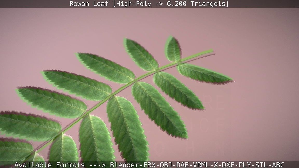 Rowan Berries Leaf High Poly 3D model_61
