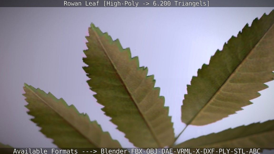 Rowan Berries Leaf High Poly 3D model_31