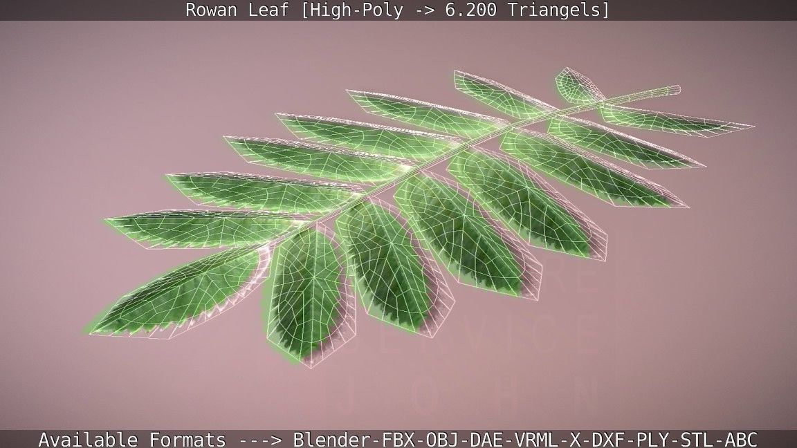 Rowan Berries Leaf High Poly 3D model_102