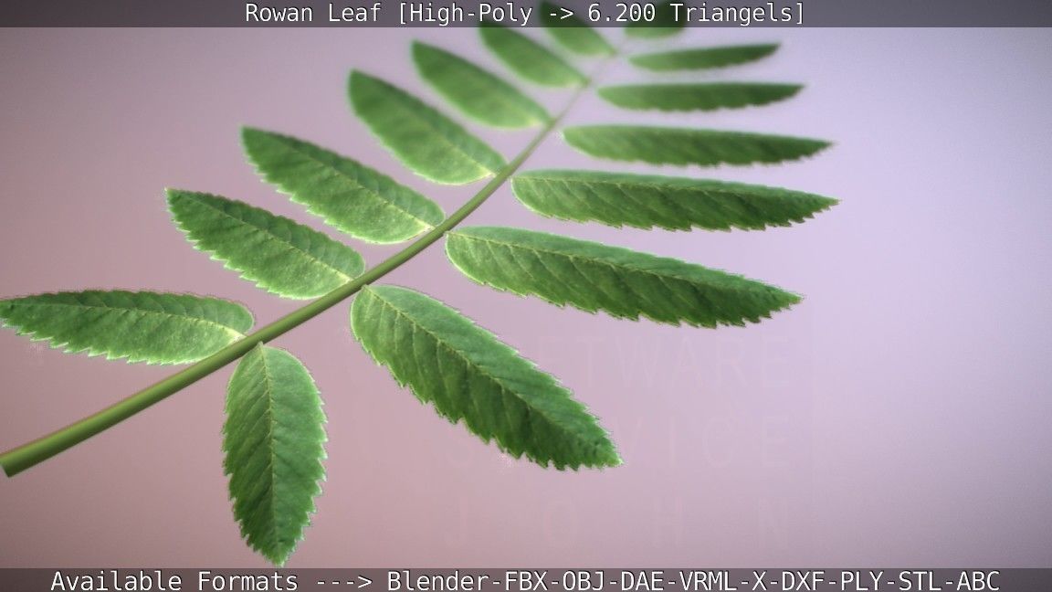 Rowan Berries Leaf High Poly 3D model_10
