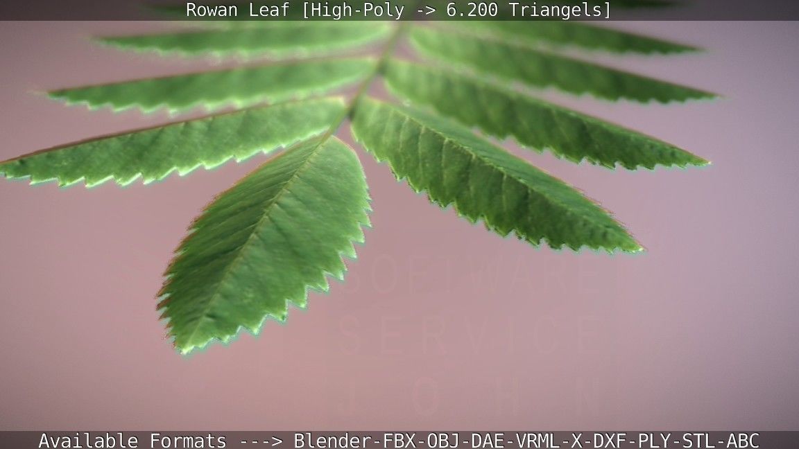 Rowan Berries Leaf High Poly 3D model_66