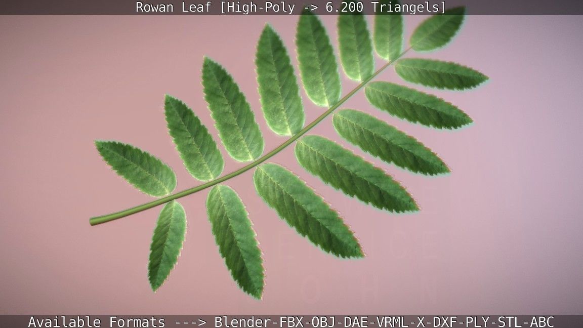 Rowan Berries Leaf High Poly 3D model_5
