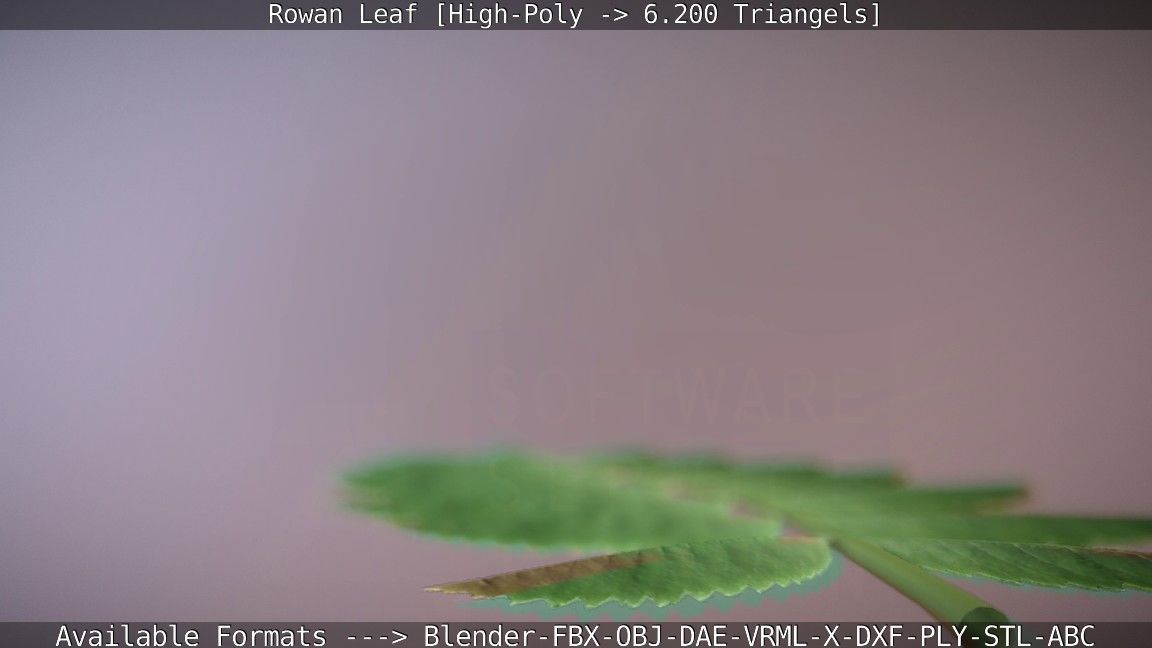 Rowan Berries Leaf High Poly 3D model_69