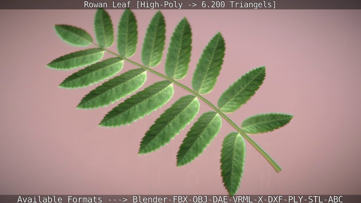 Rowan Berries Leaf High Poly 3D model_89
