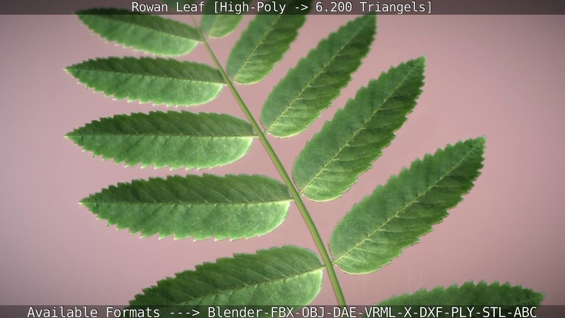 Rowan Berries Leaf High Poly 3D model_44