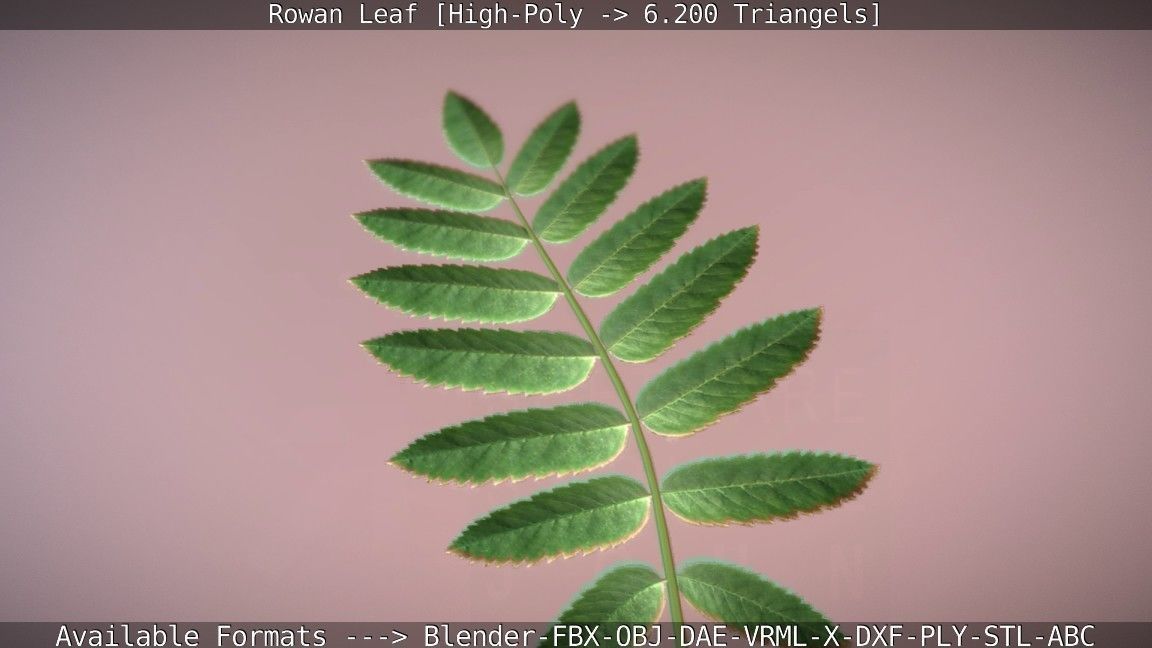 Rowan Berries Leaf High Poly 3D model_83