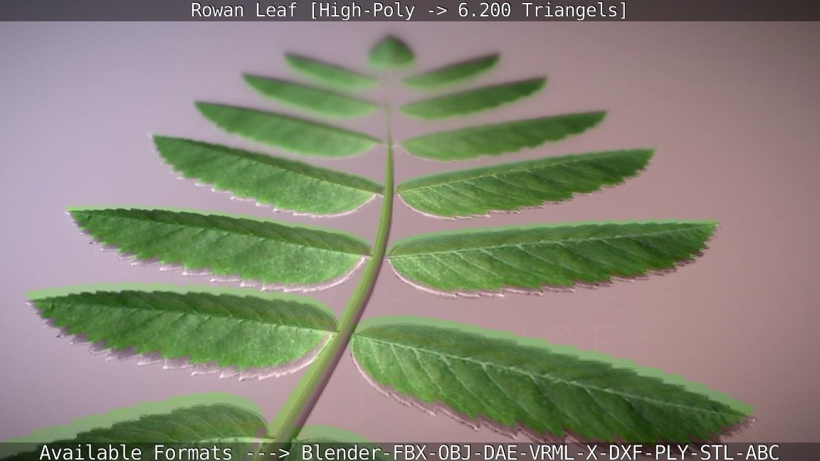 Rowan Berries Leaf High Poly 3D model_48