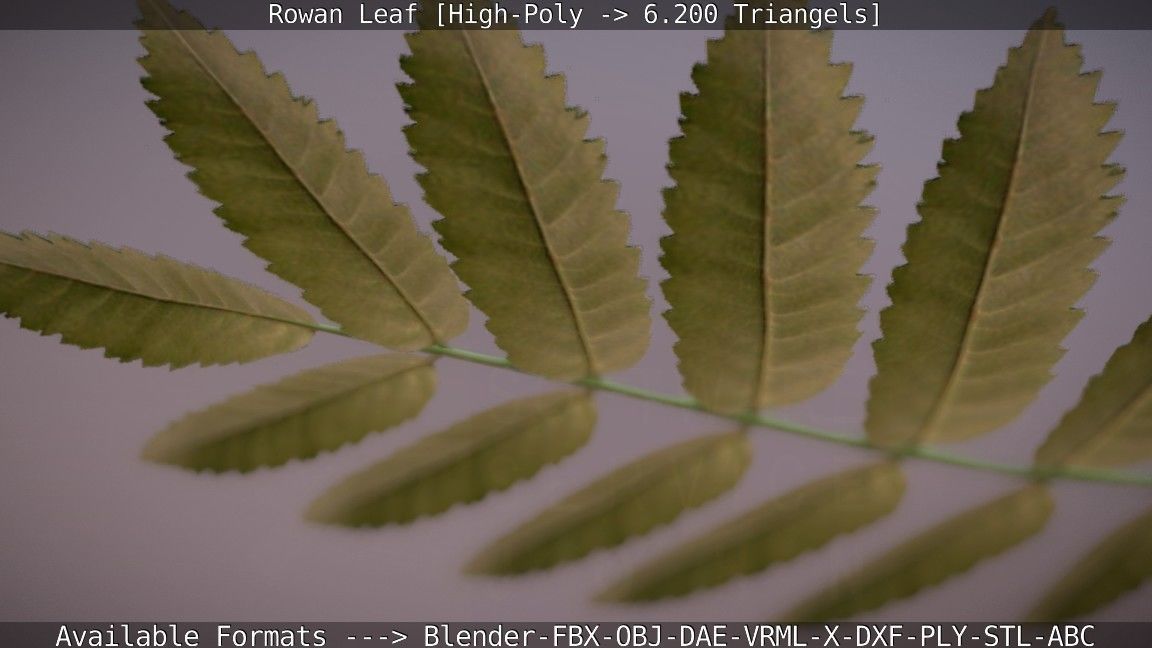 Rowan Berries Leaf High Poly 3D model_41