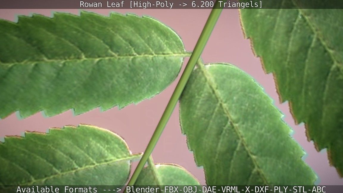 Rowan Berries Leaf High Poly 3D model_11