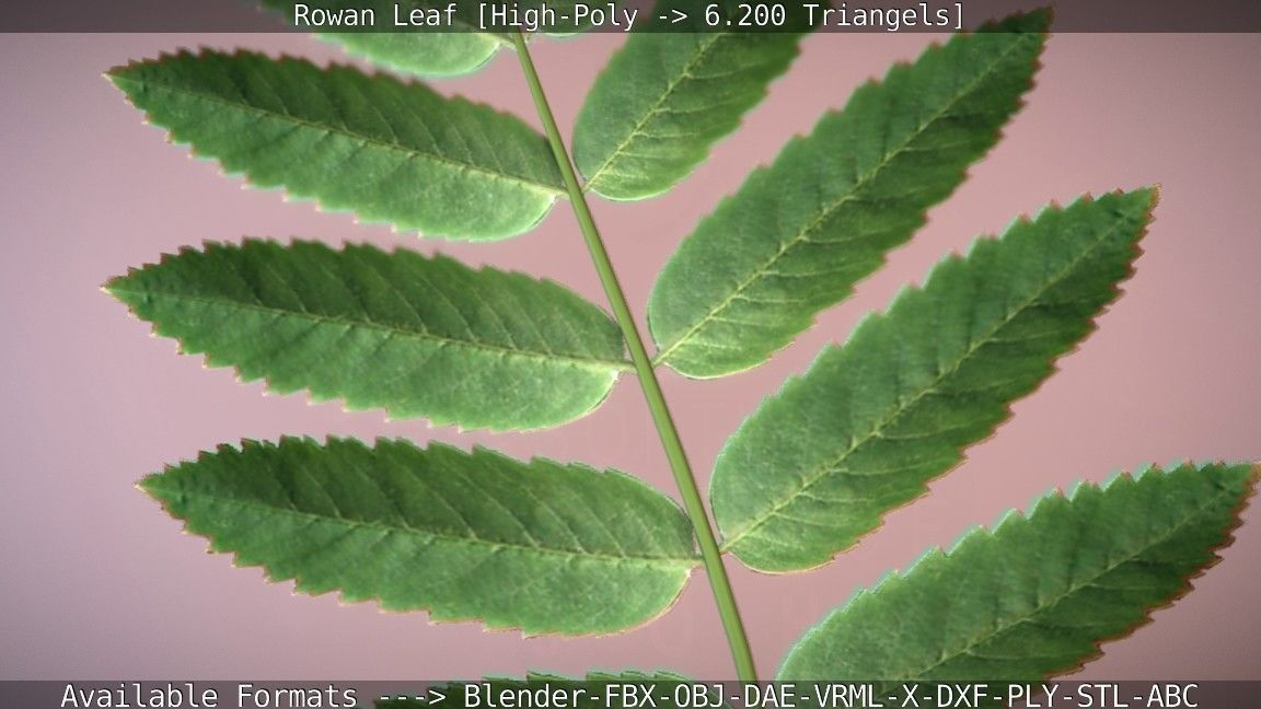 Rowan Berries Leaf High Poly 3D model_79