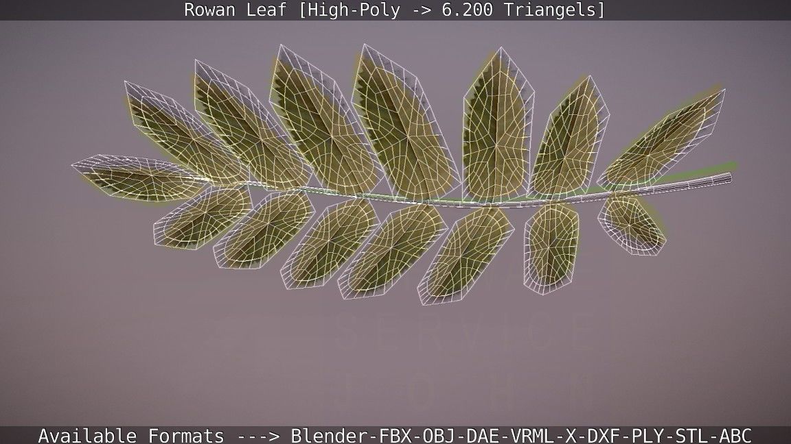 Rowan Berries Leaf High Poly 3D model_104