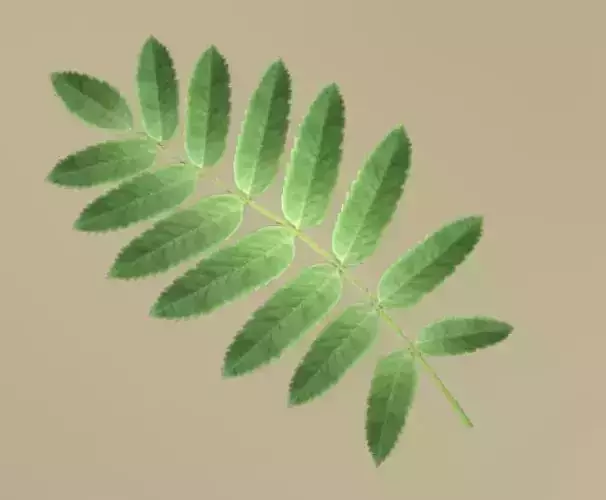 Rowan Berries Leaf Low-Poly