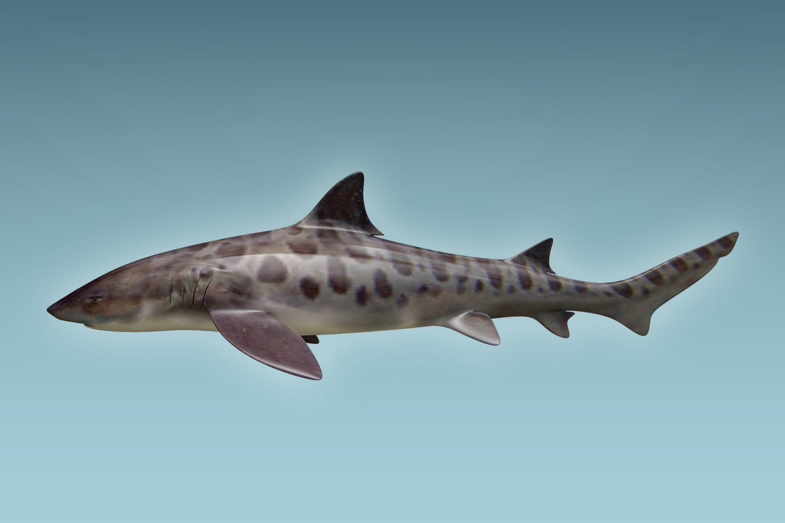 Leopark Shark 3D model_1