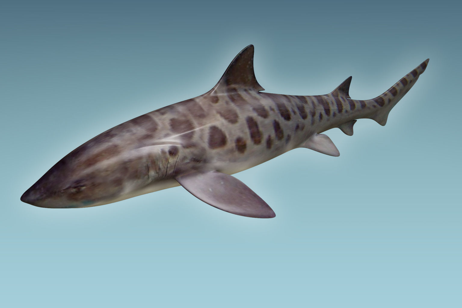 Leopark Shark 3D model_2