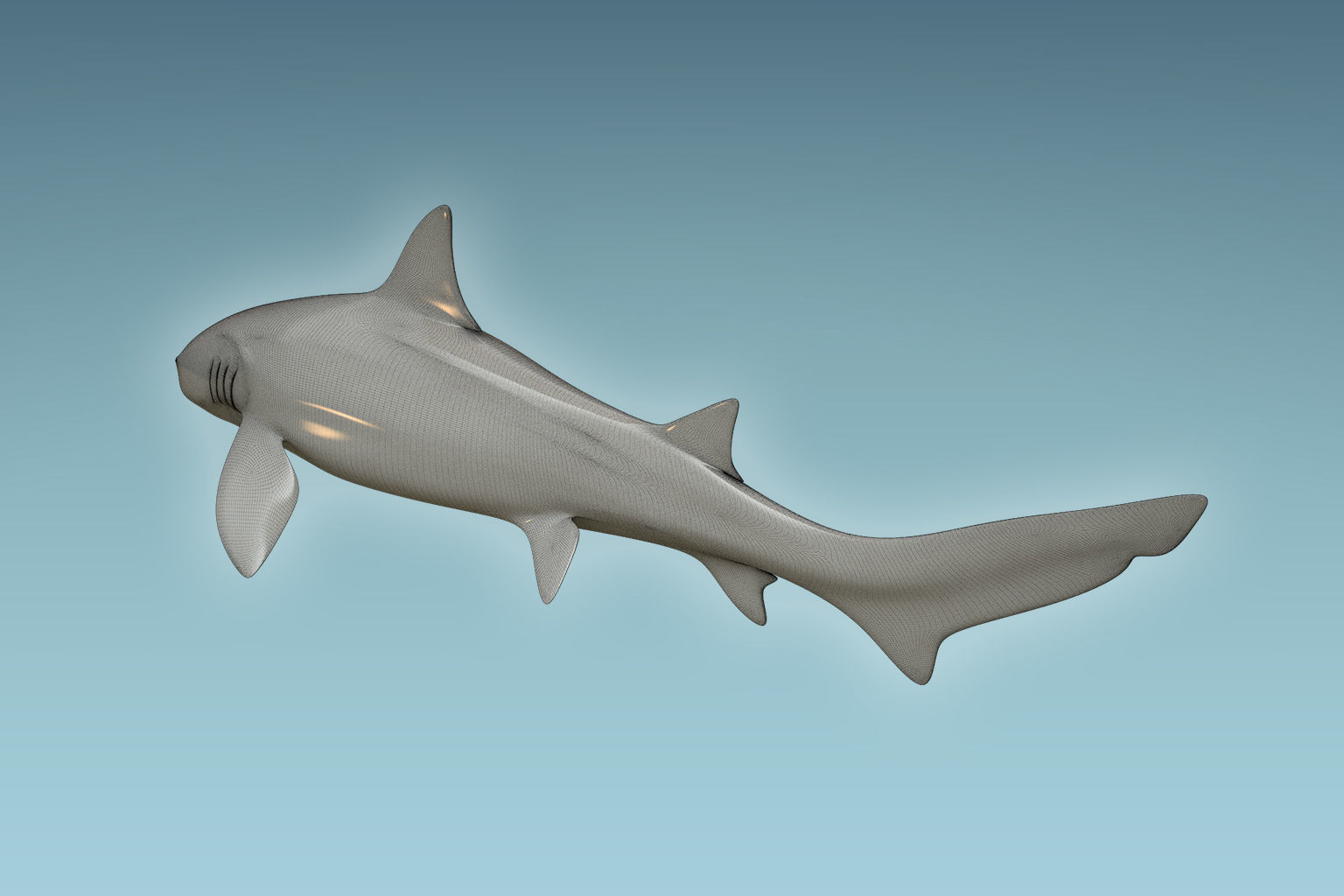 Leopark Shark 3D model_7