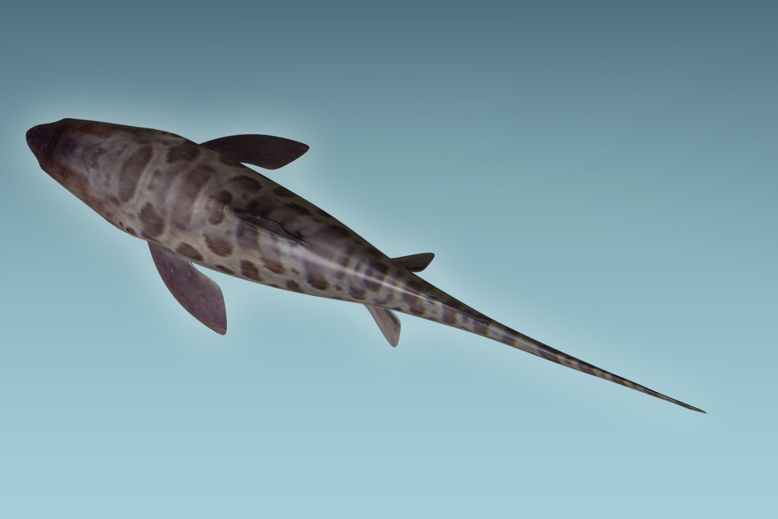 Leopark Shark 3D model_5