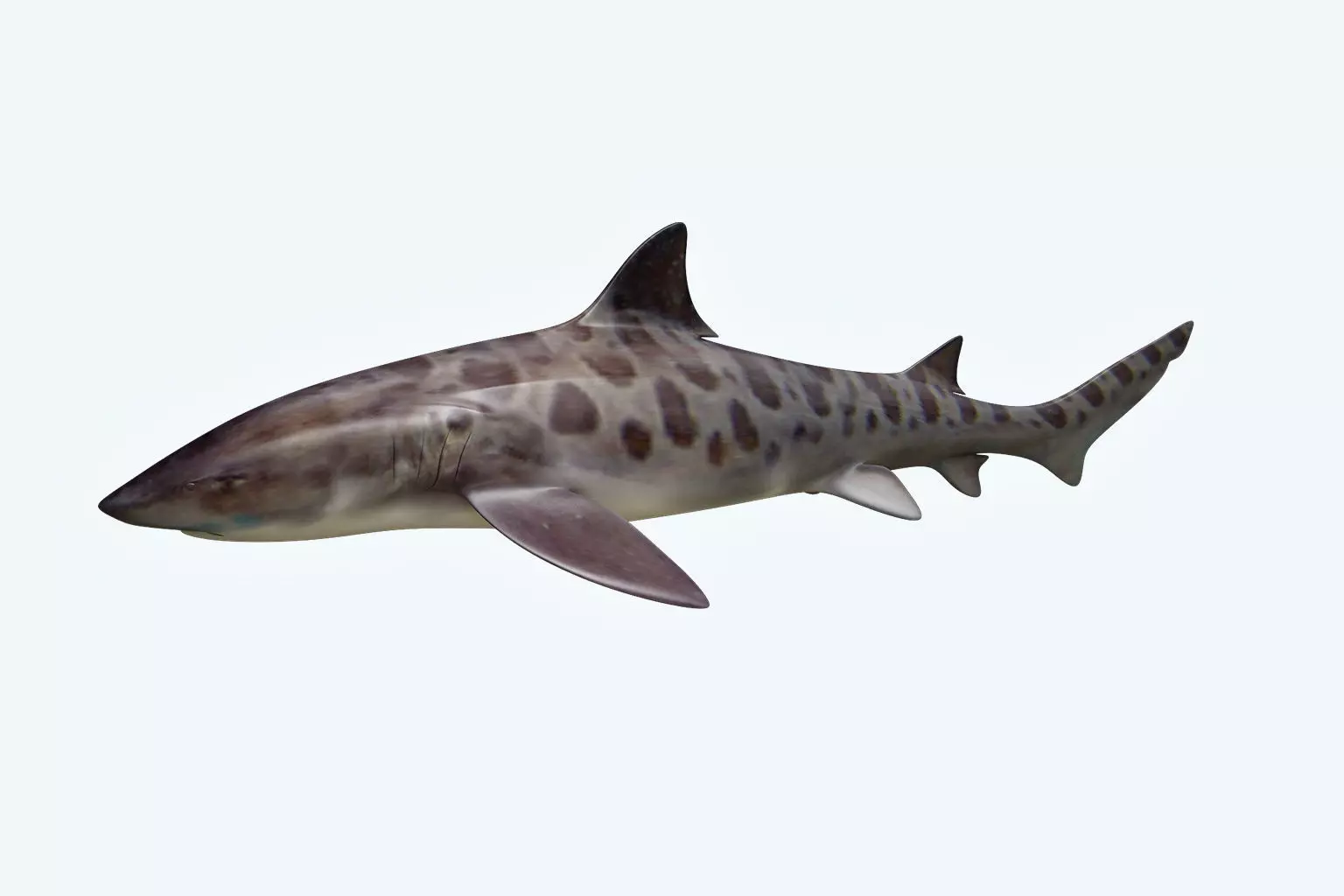 Leopark Shark 3D model_0