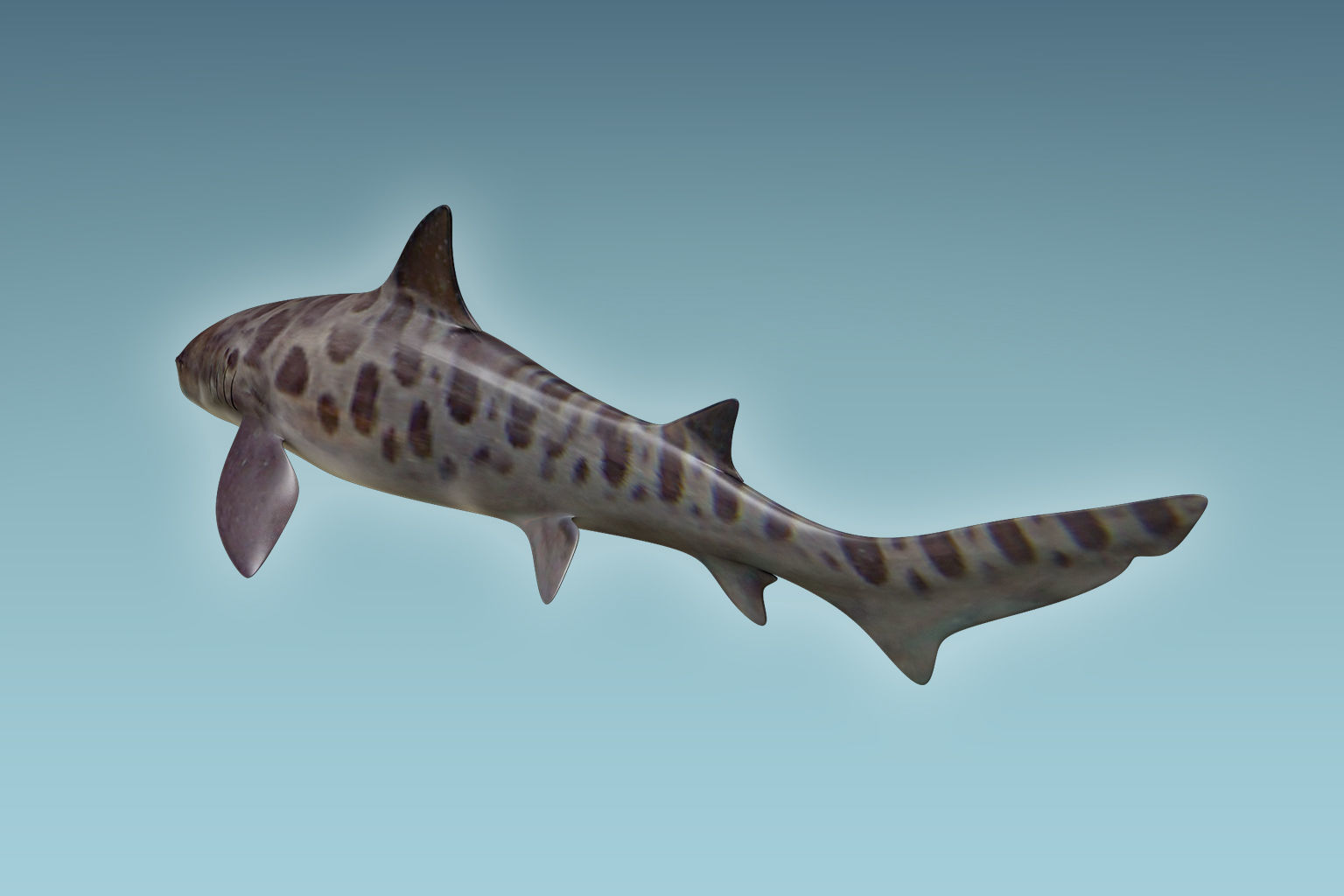 Leopark Shark 3D model_3