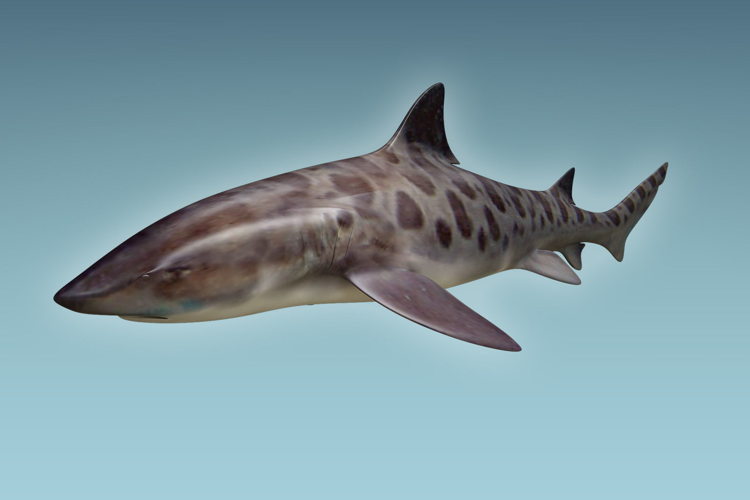 Leopark Shark 3D model_4