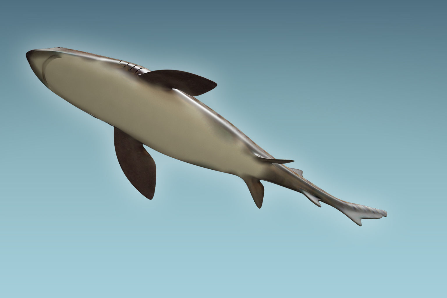 Leopark Shark 3D model_6