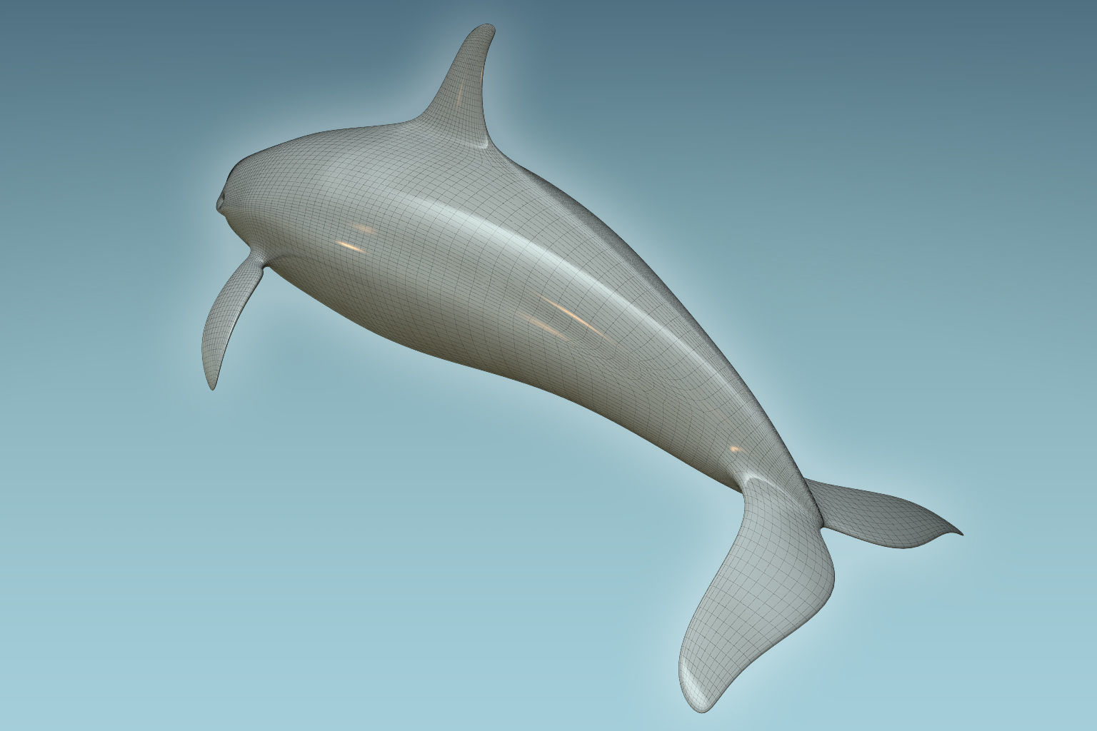 Whale Killer 3D model_7