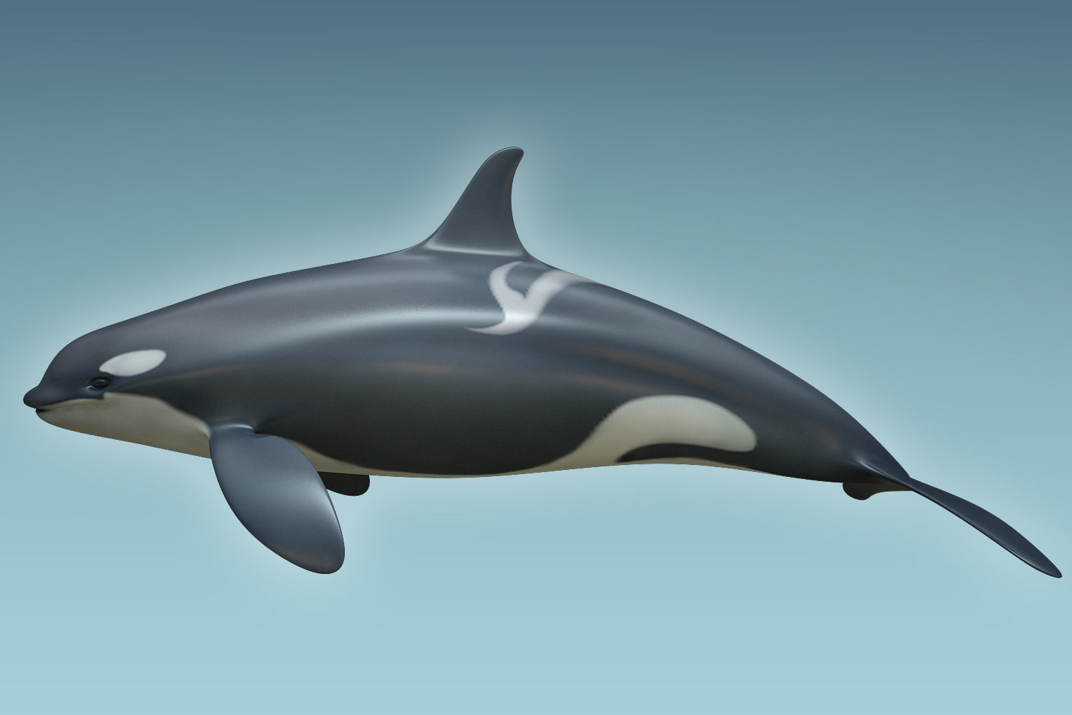 Whale Killer 3D model_1