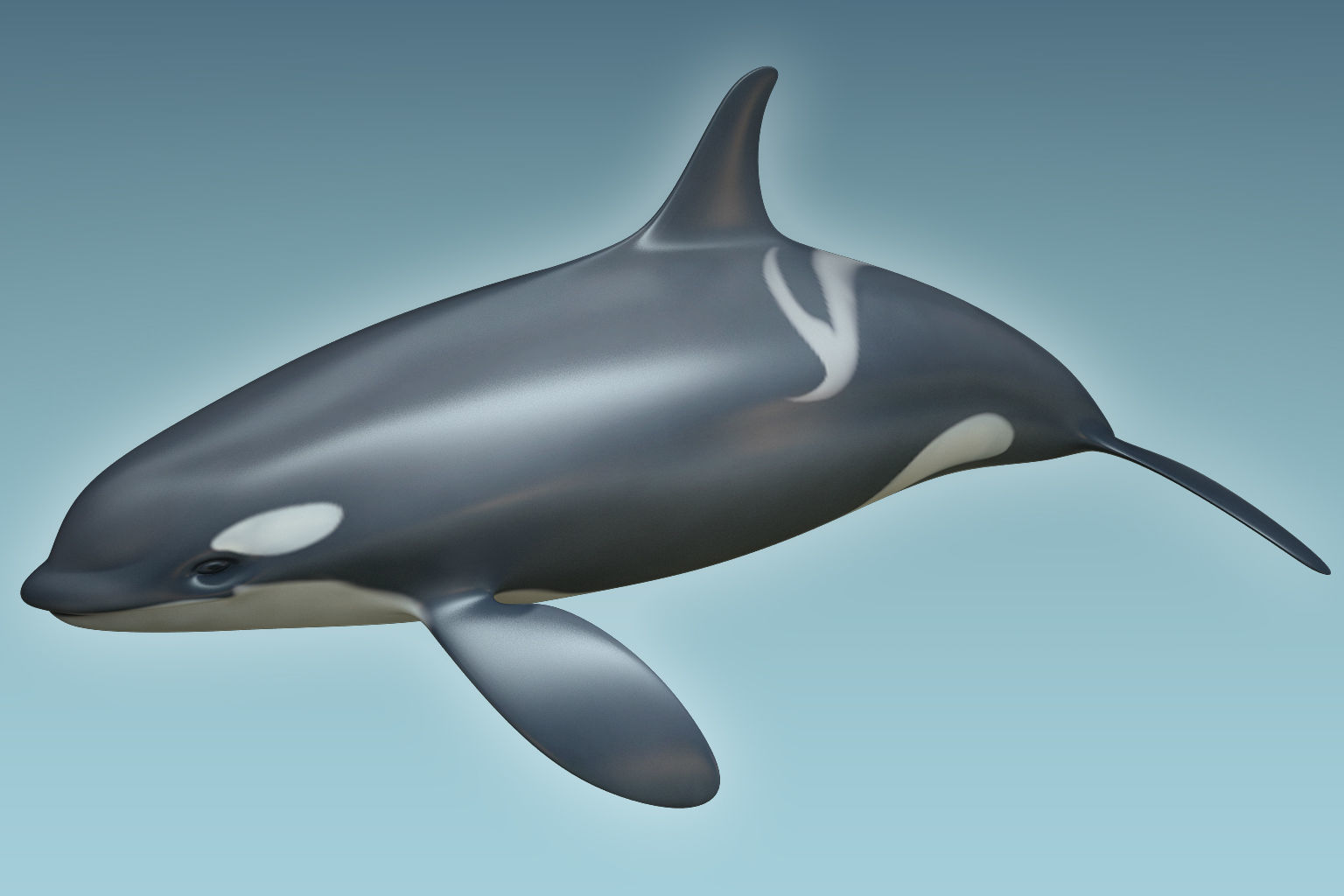 Whale Killer 3D model_4
