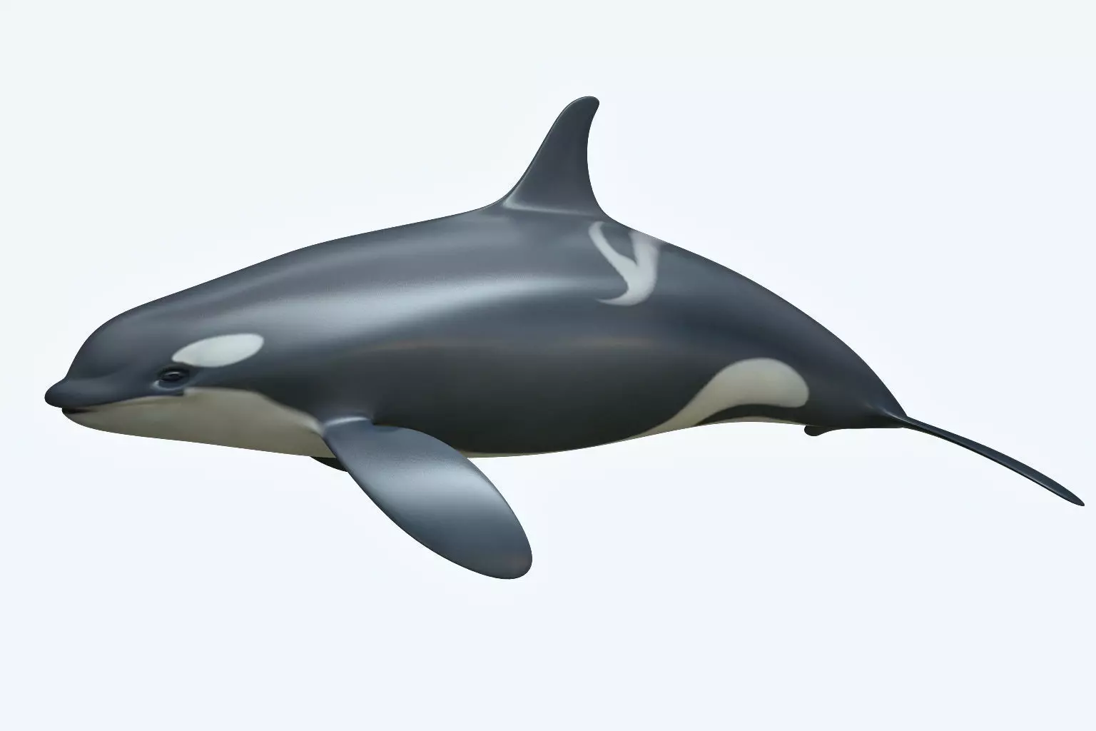 Whale Killer 3D model_0