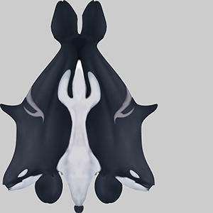 Whale Killer 3D model_9