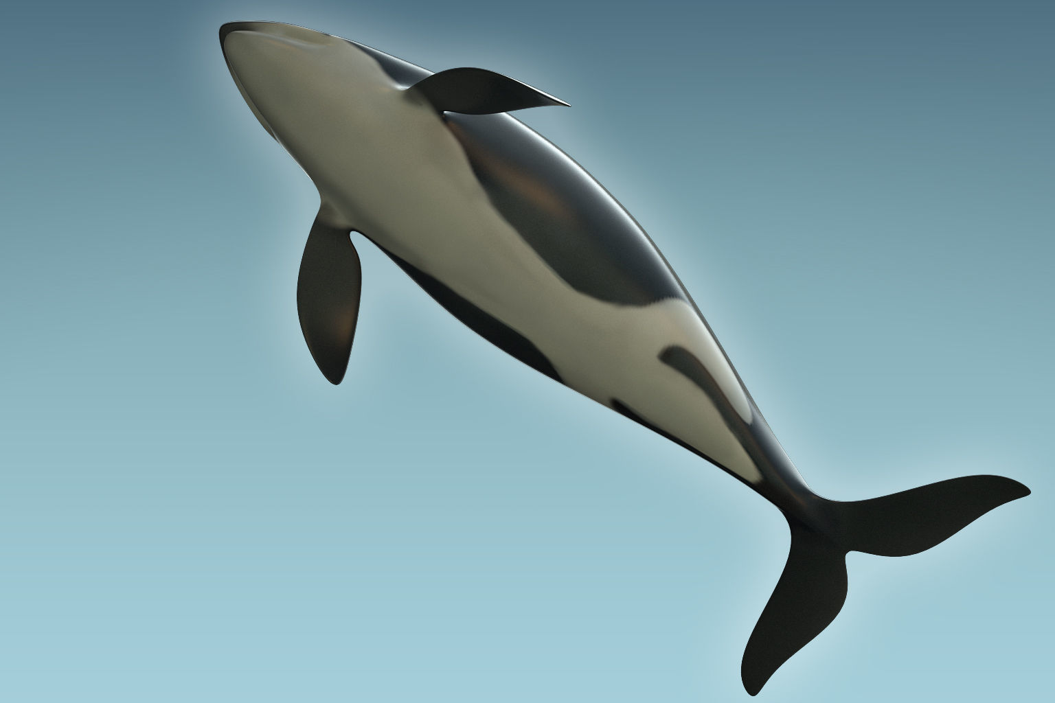 Whale Killer 3D model_6