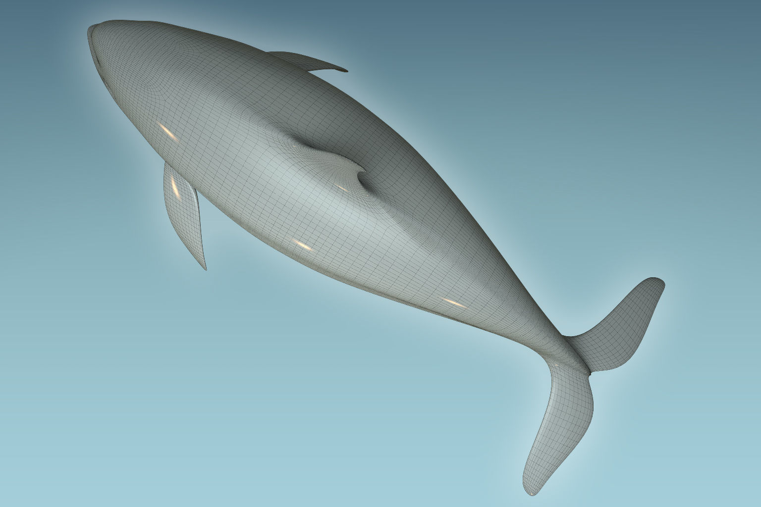 Whale Killer 3D model_8