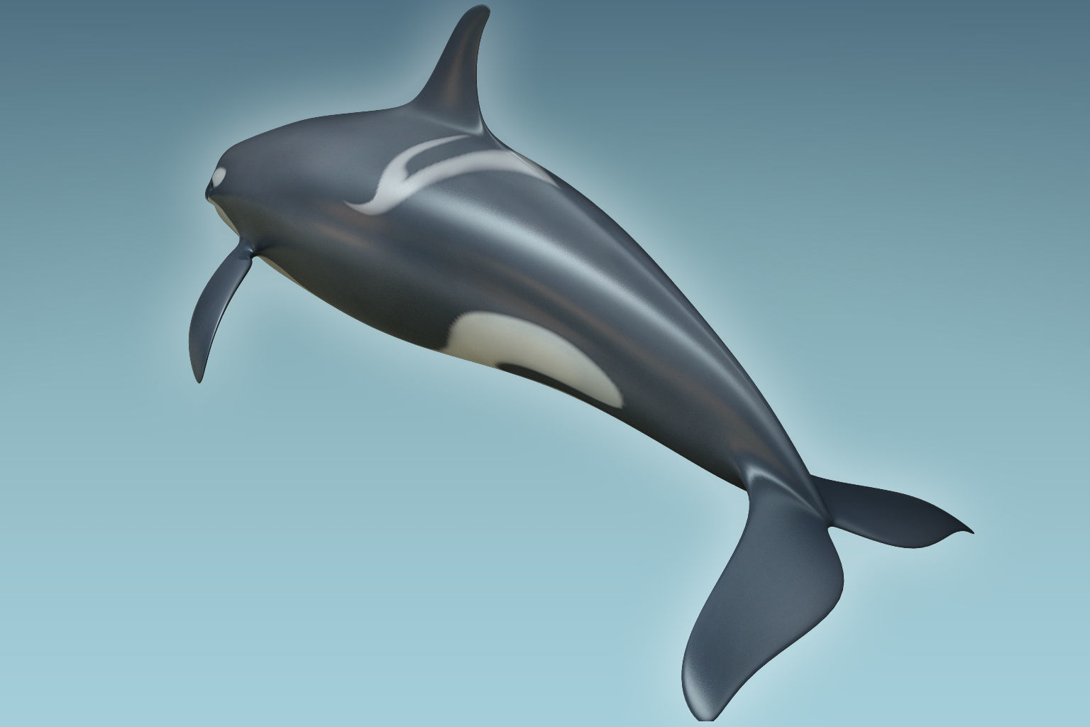 Whale Killer 3D model_2