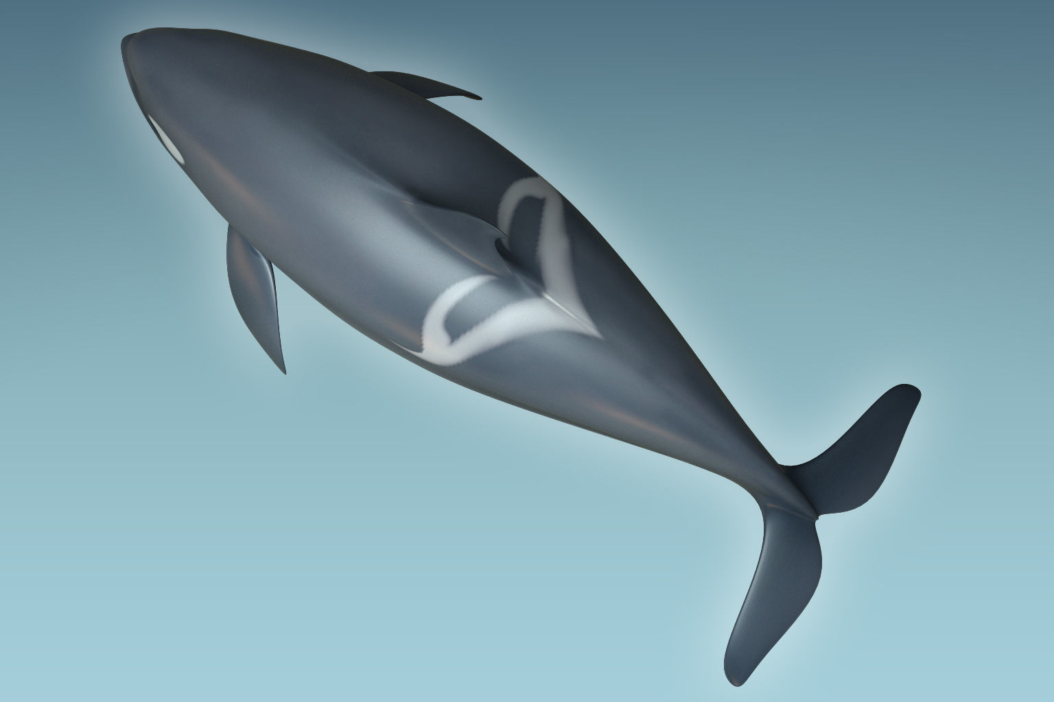 Whale Killer 3D model_5