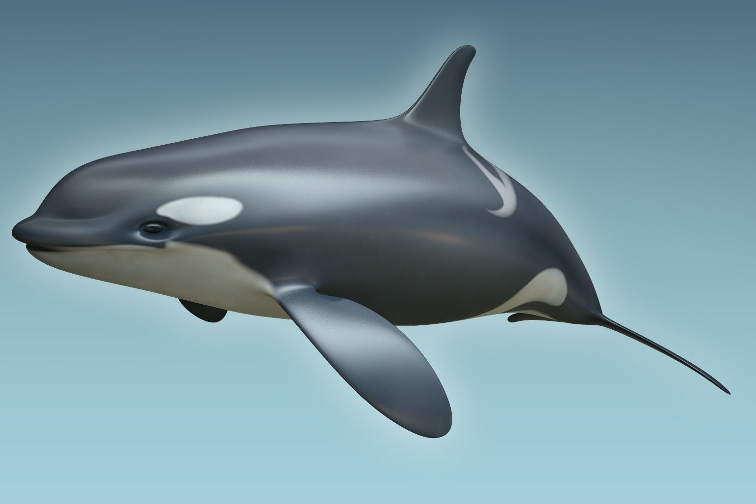 Whale Killer 3D model_3