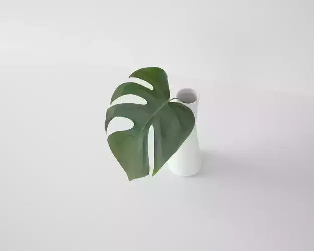 Monstera Leaf