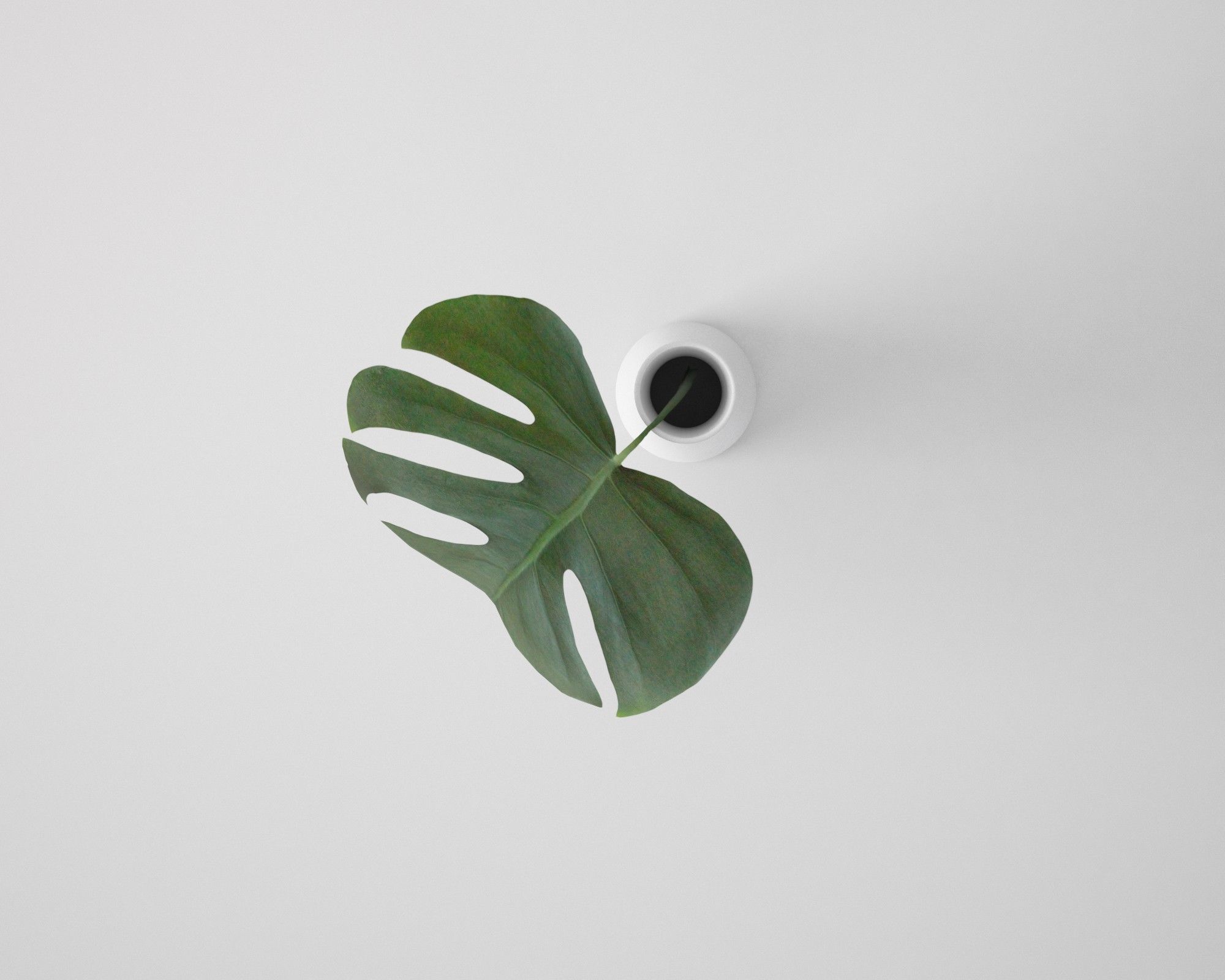 Monstera Leaf 3D model_8