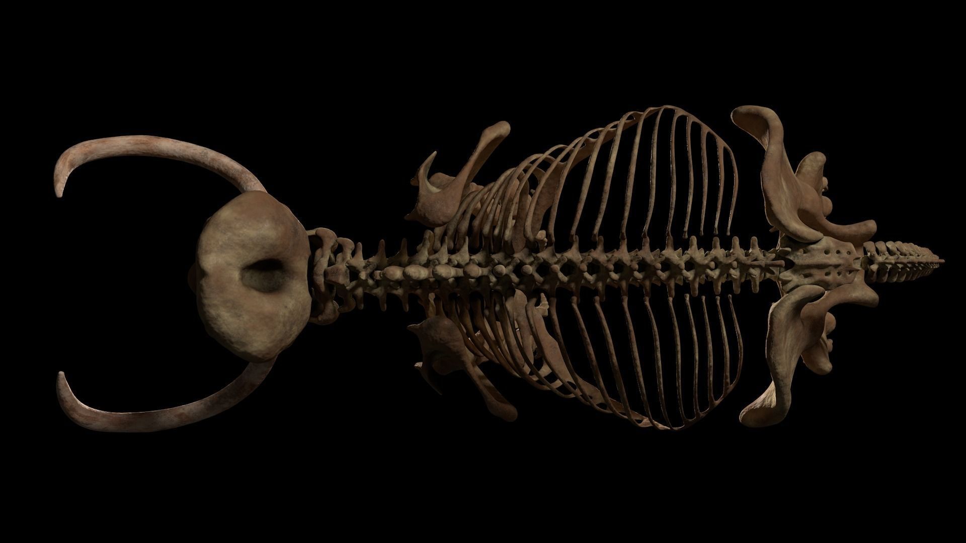 Woollly Mammoth Complete Skeleton System 3D model_11