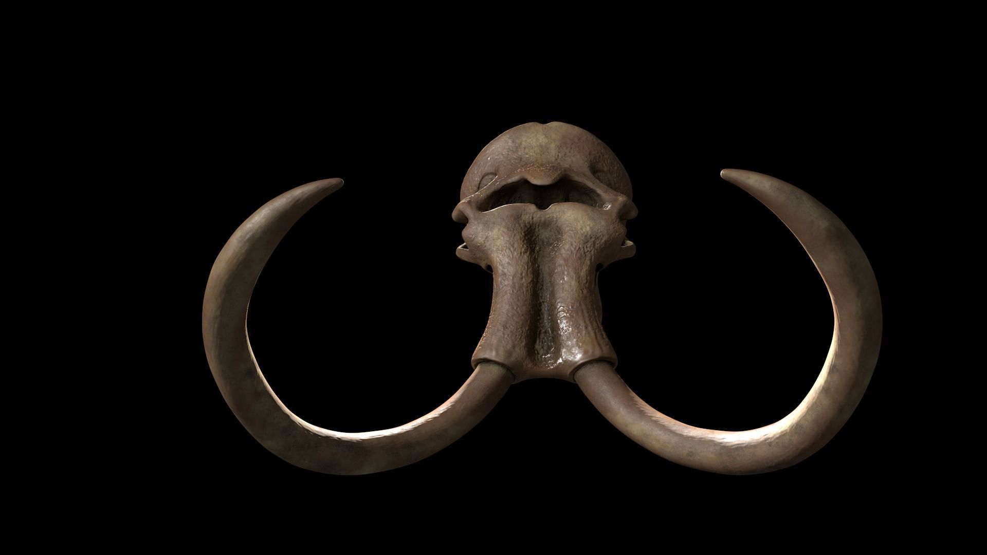 Woollly Mammoth Complete Skeleton System 3D model_4