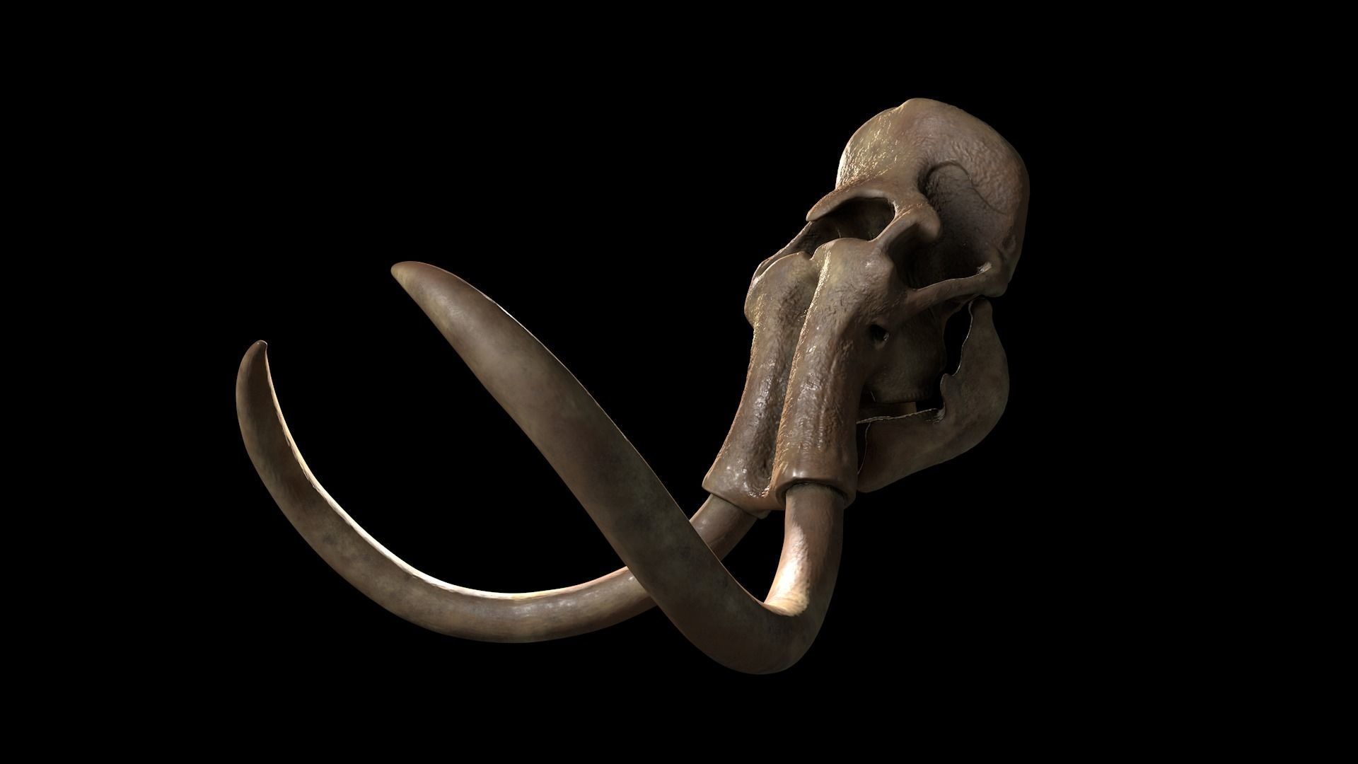 Woollly Mammoth Complete Skeleton System 3D model_2