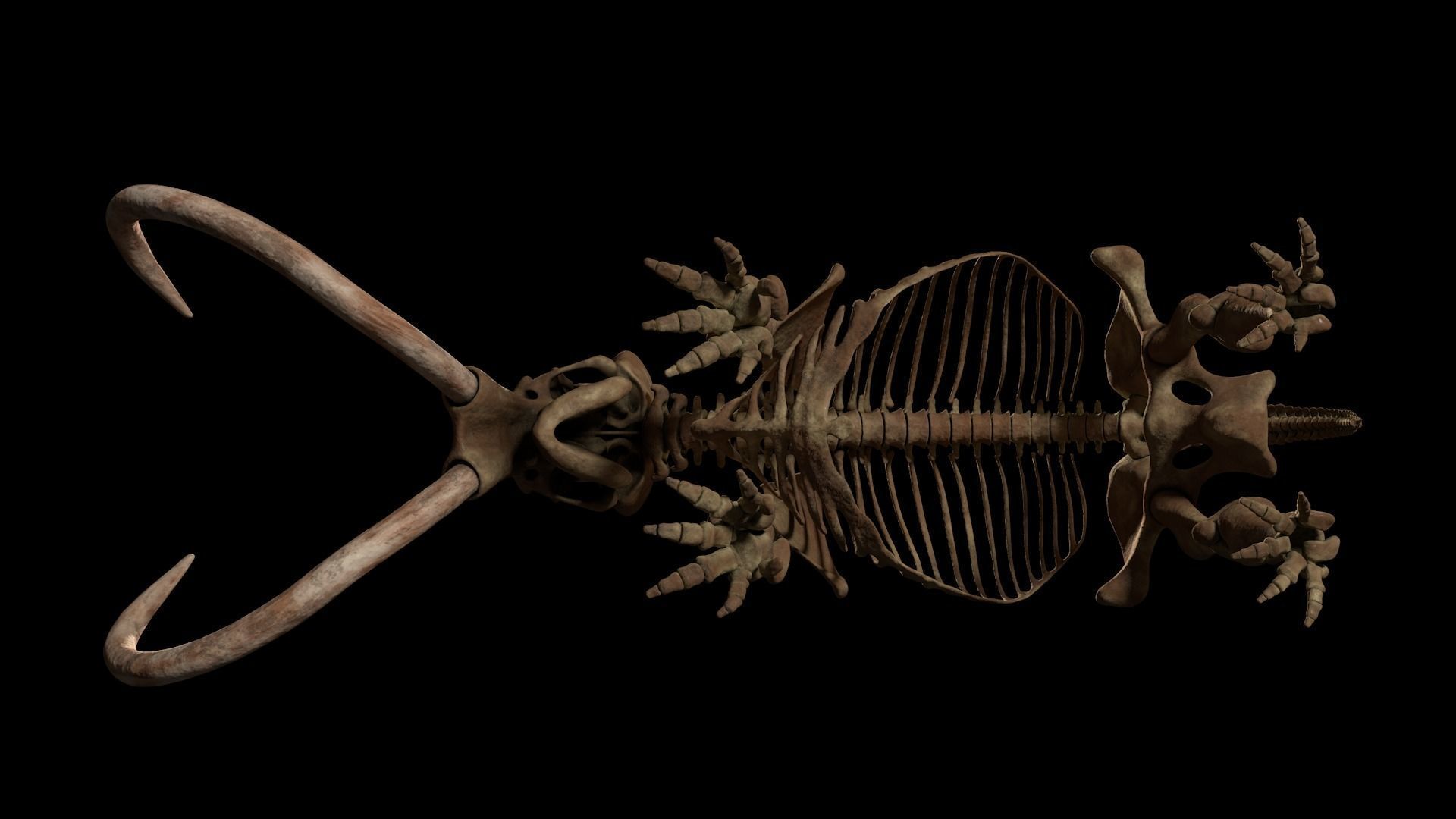 Woollly Mammoth Complete Skeleton System 3D model_12