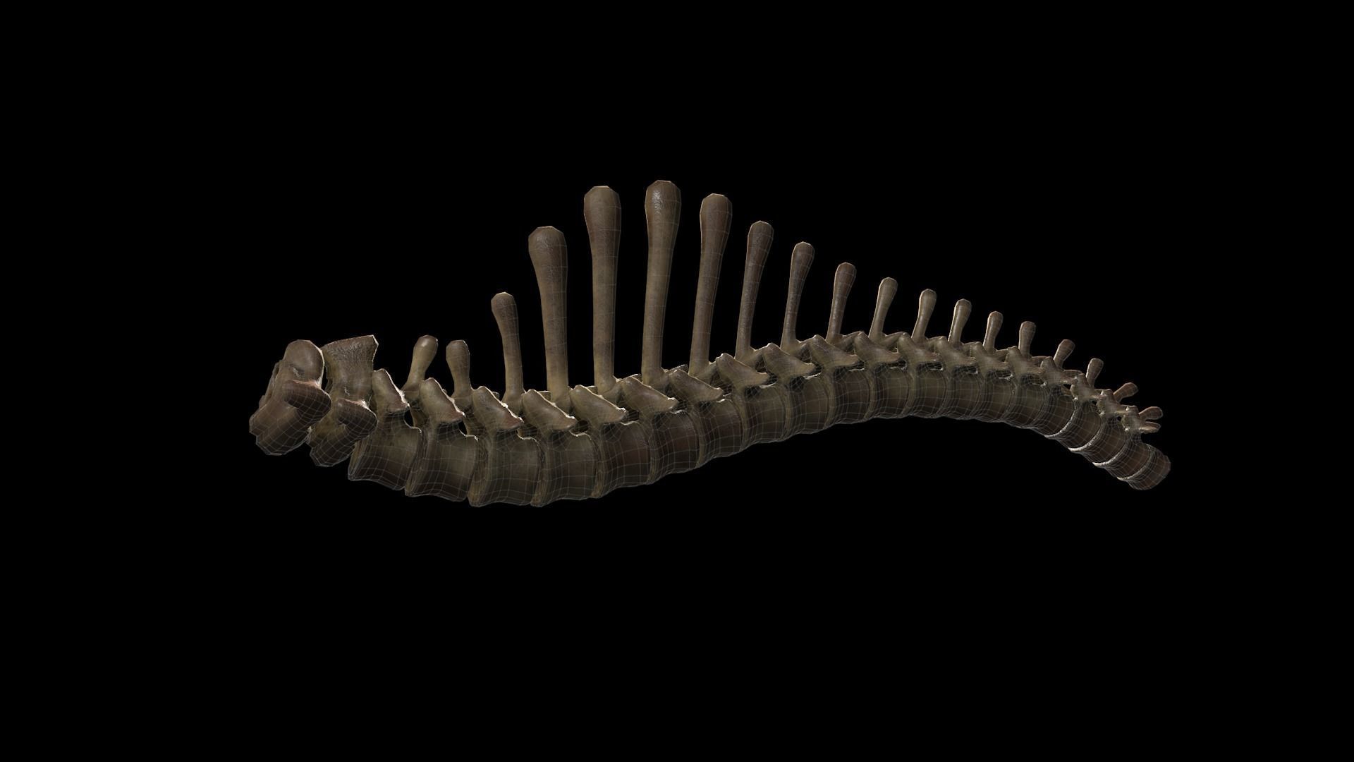 Woollly Mammoth Complete Skeleton System 3D model_7