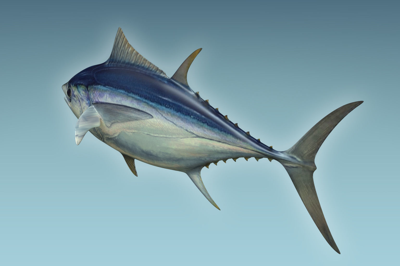 Yellowfin Tuna 3D model_3