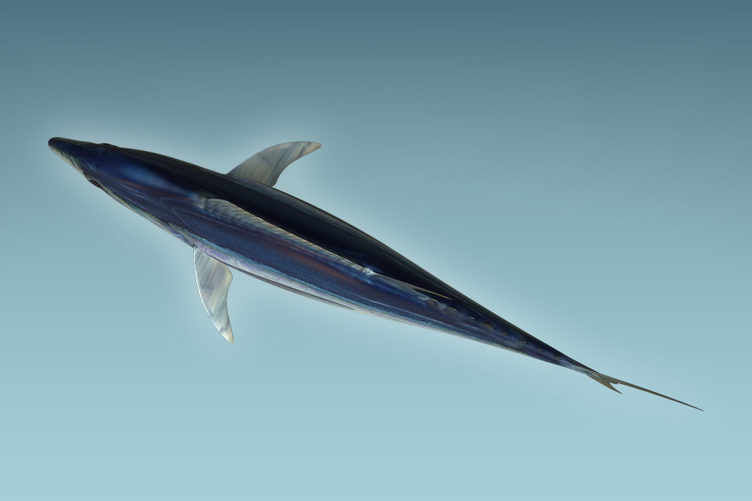 Yellowfin Tuna 3D model_2