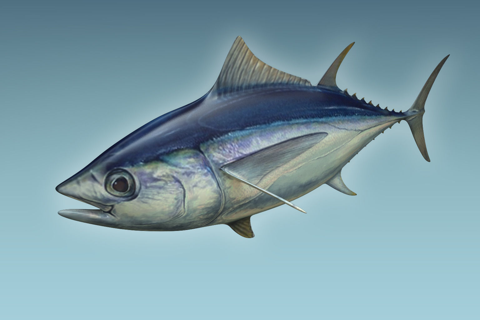 Yellowfin Tuna 3D model_1