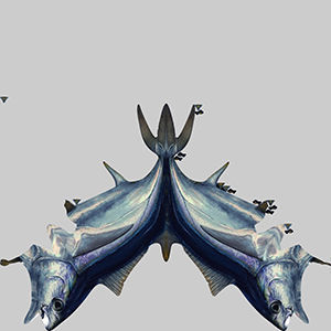 Yellowfin Tuna 3D model_9