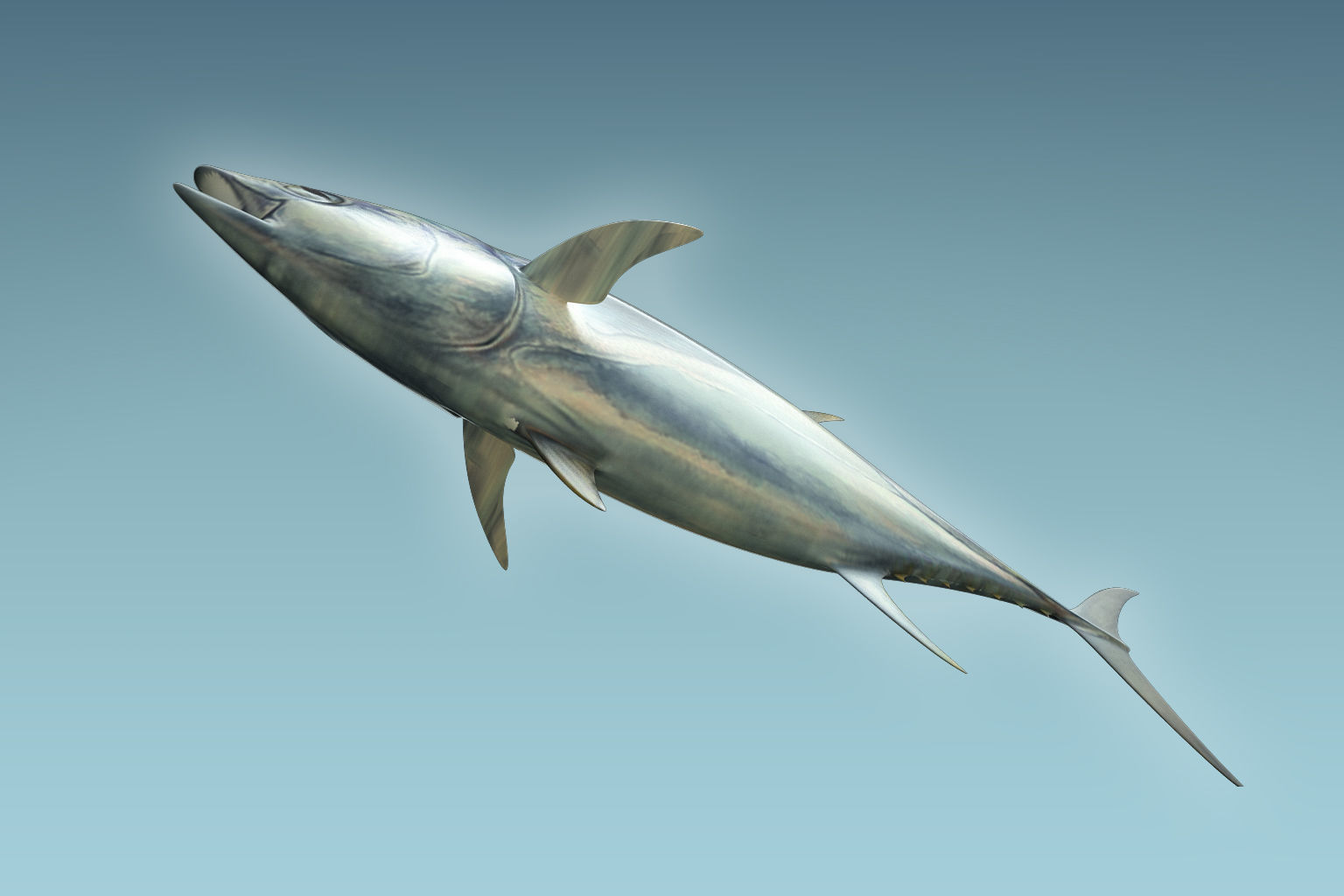 Yellowfin Tuna 3D model_4