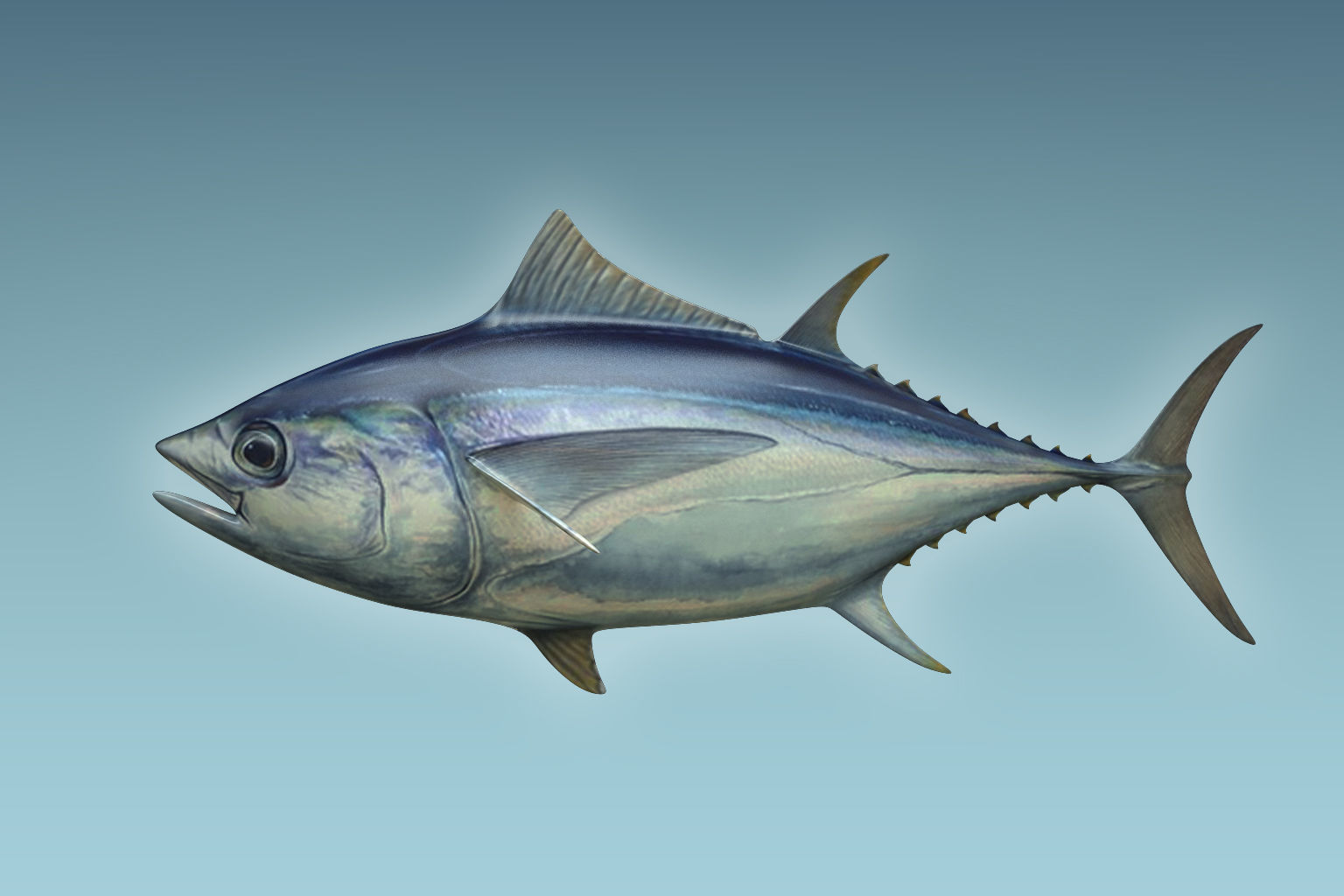 Yellowfin Tuna 3D model_7