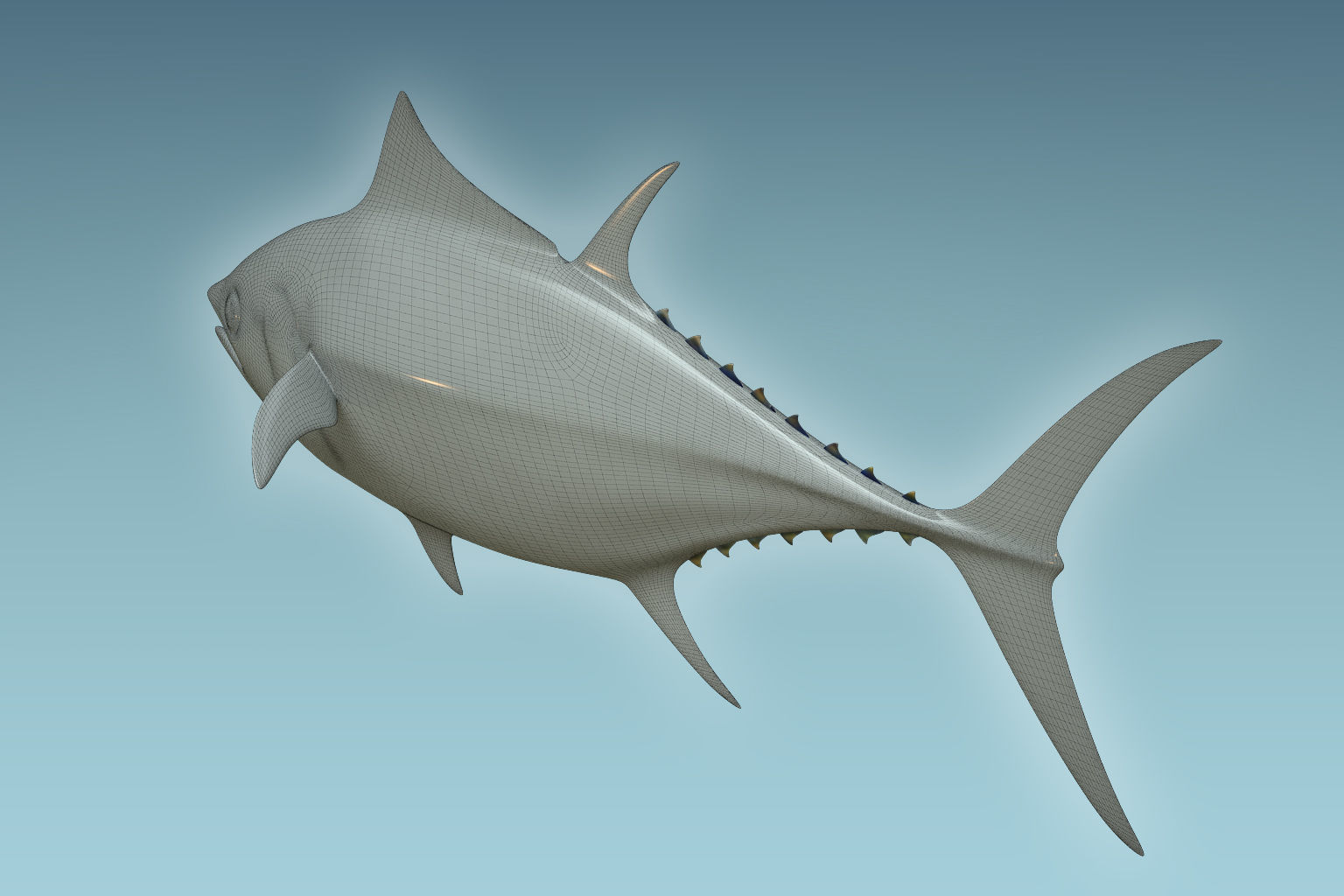 Yellowfin Tuna 3D model_5