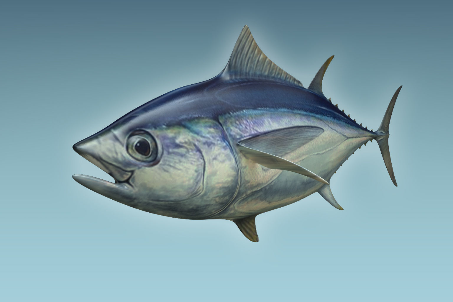 Yellowfin Tuna 3D model_8