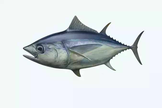 Yellowfin Tuna